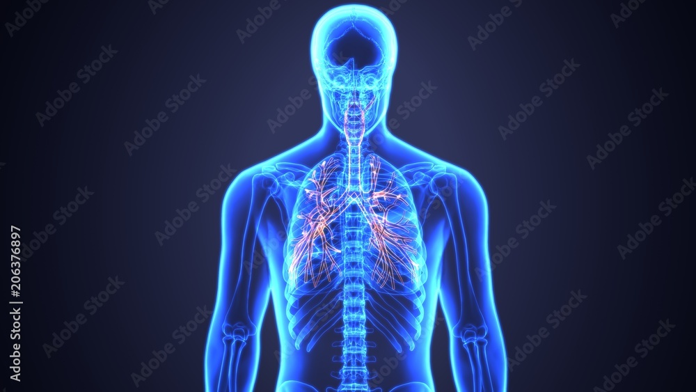 3D Illustration of Human Lungs Inside Anatomy (Larynx, Trachea, Bronchioles)
3D Illustration of Human Lungs Inside Anatomy (Larynx, Trachea, Bronchioles)