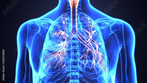 3D Illustration of Human Lungs Inside Anatomy (Larynx, Trachea, Bronchioles) 