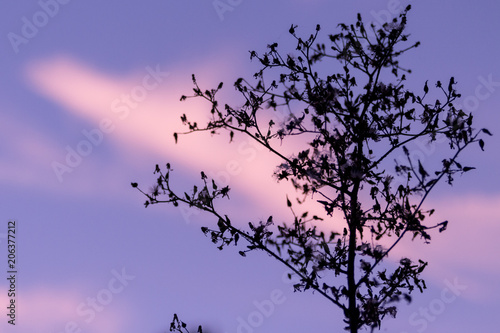 flower at sunset