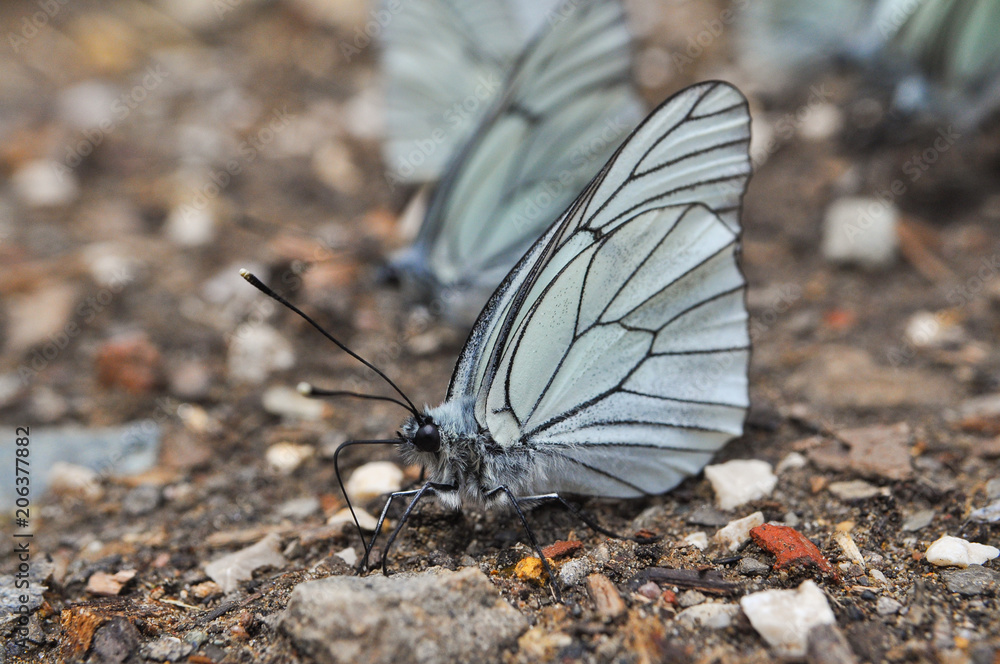 Obraz premium Aporia crataegi, Black Veined White butterfly on the ground