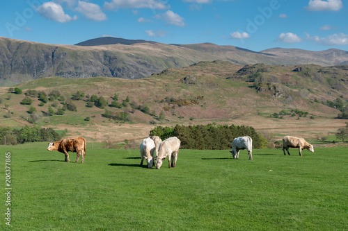 Cows at Castlerigg in a field with mountains