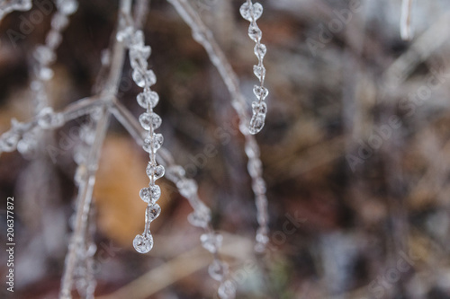 ice drops on a plant © Elena