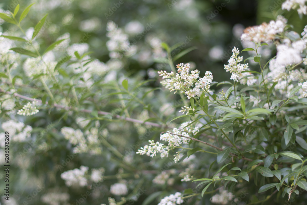 Fiori selvatici