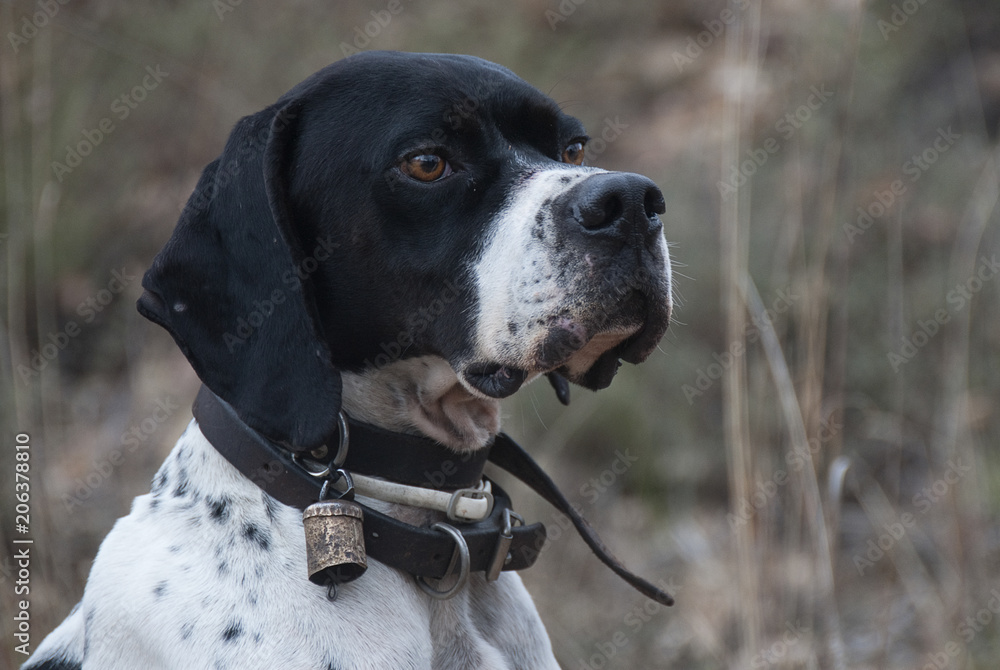 Hunting dog, pointer breed, pointing Hunting dog, pointer breed, pointing