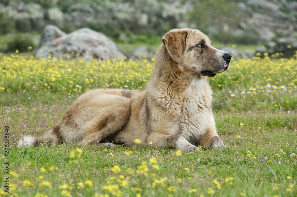 Portrait of sheep dog in a meadow, breed Mastin Portrait of sheep dog in a meadow, breed Mastin