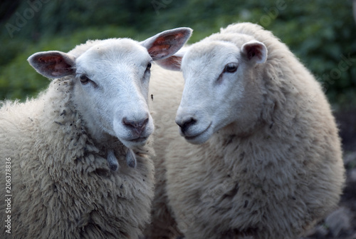 Fototapeta Naklejka Na Ścianę i Meble -  Portrait of sheep with wool