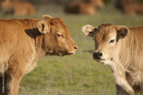 Two small calves in a green meadow