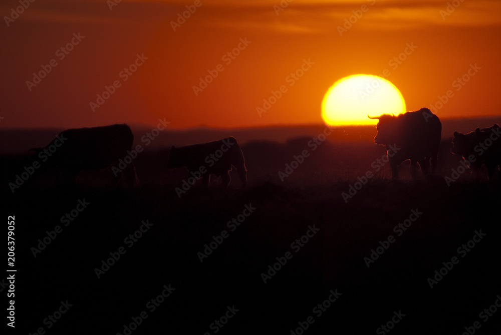 Cows on ranch at sunset, backlight