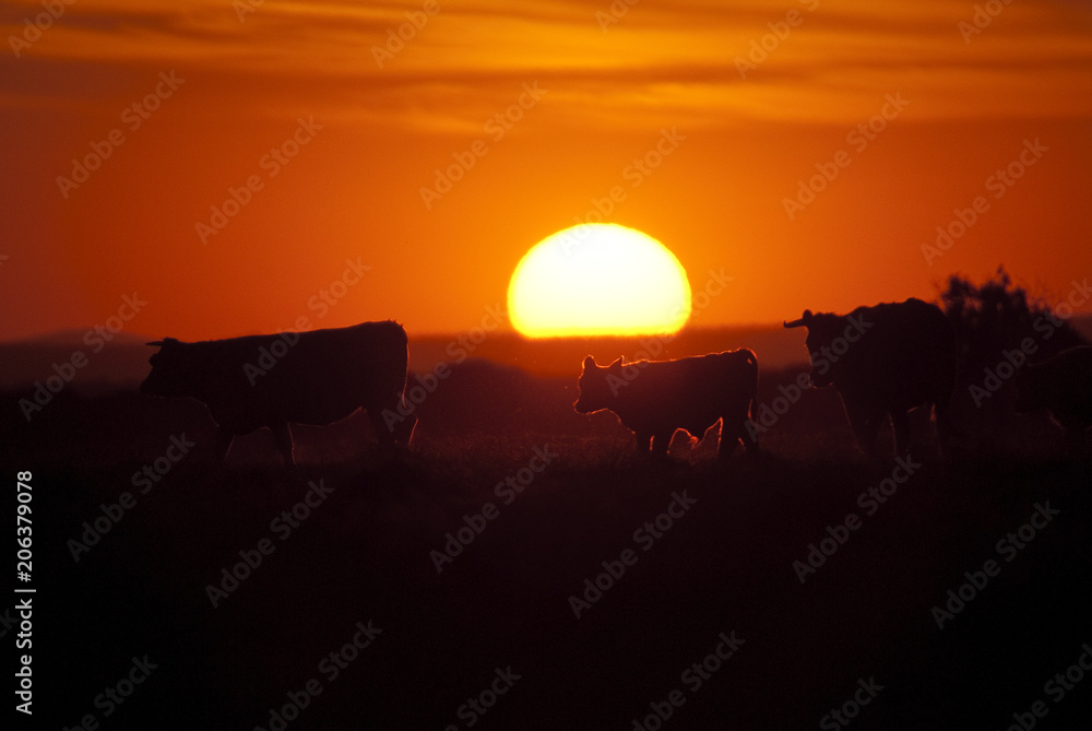 Cows on ranch at sunset, backlight Cows on ranch at sunset, backlight