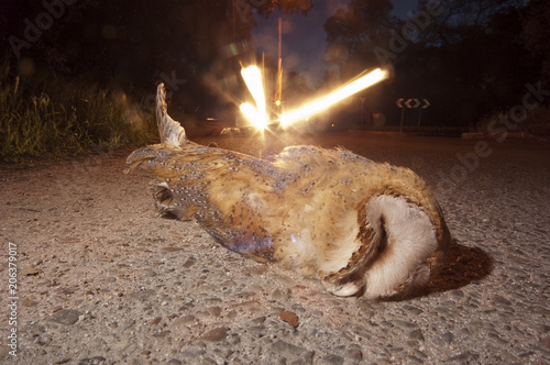 Barn owl hit by a car on the road, Tyto Alba © JAH