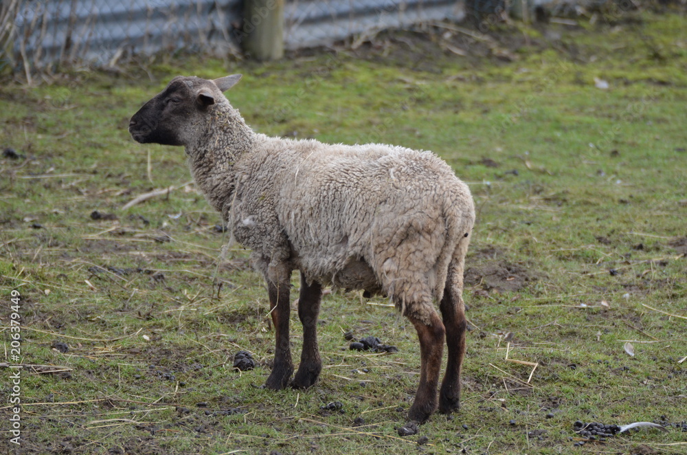 Fototapeta premium sheep