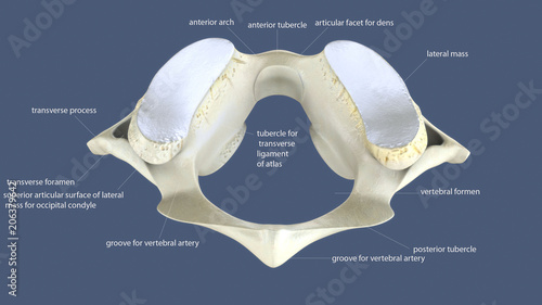 3d illustration of skeleton spinal bone part(superior view) photo