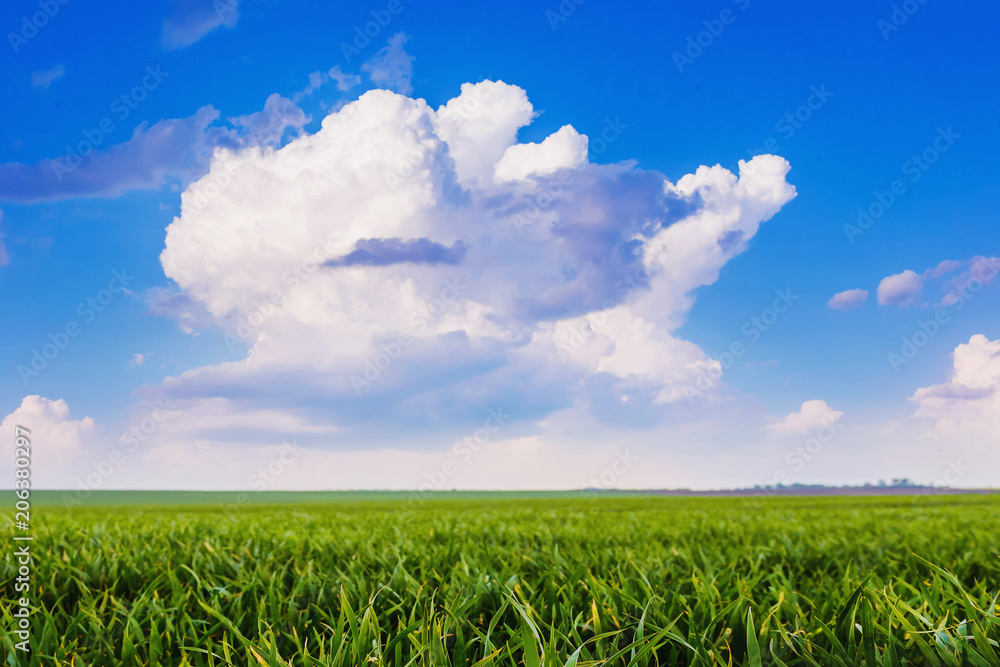 Obraz premium White curly cloud on background of blue sky. Summer landscape - a field and blue sky with white cloud_