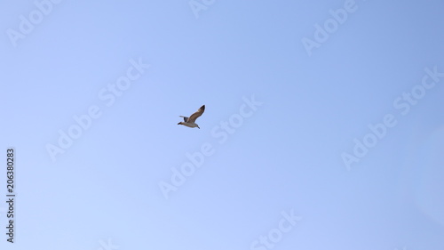 Seagull Flying