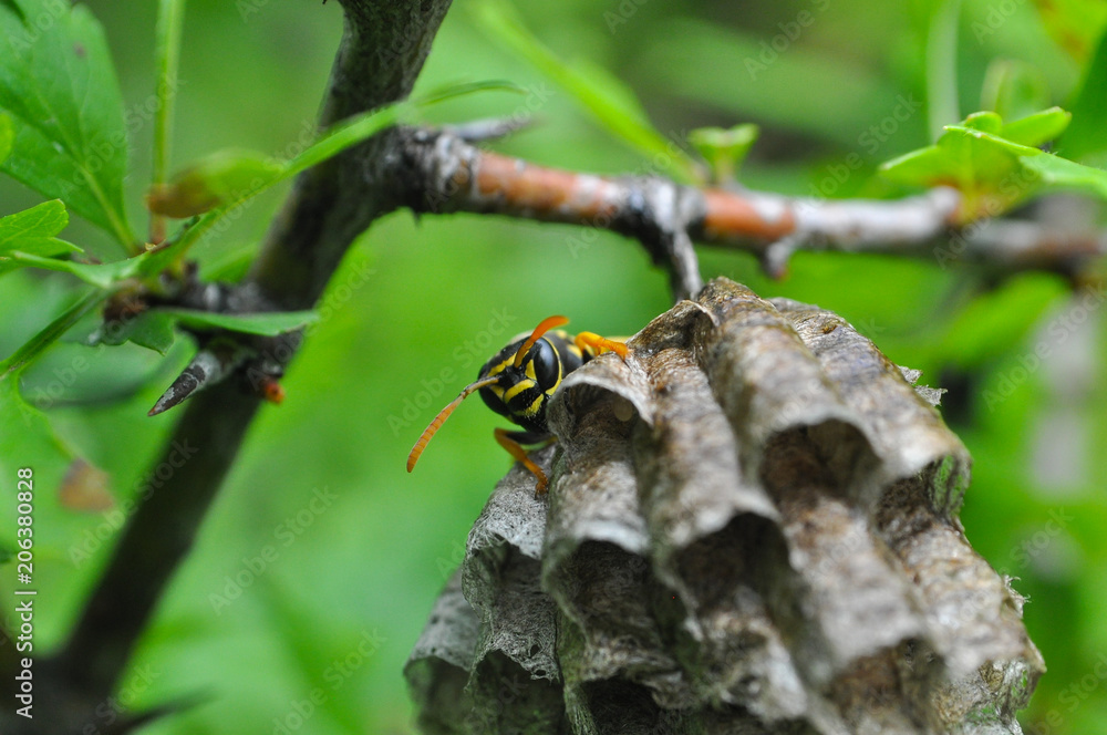 Wasp on honeycomb. Wasp get out from honeycombs Wasp on honeycomb. Wasp get out from honeycombs