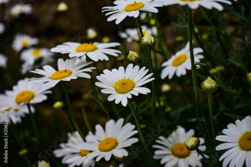 The white daisy flowers © Soham