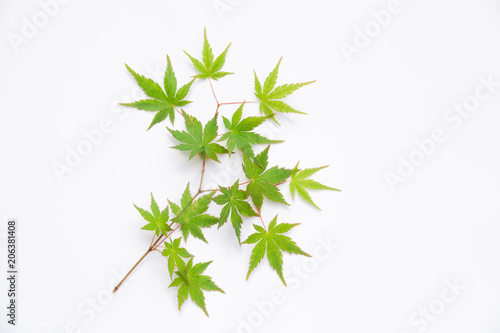 白背景の青もみじ