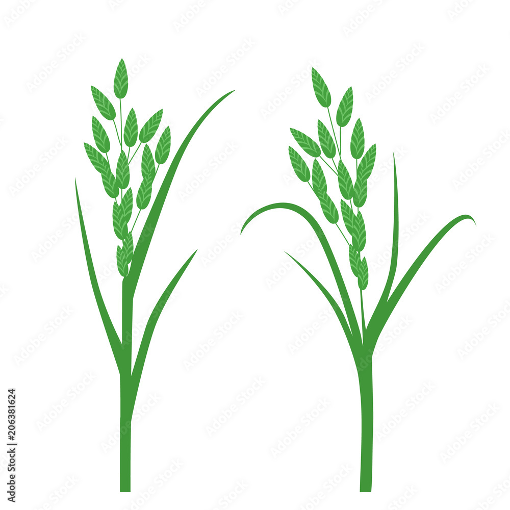 Fototapeta premium Grass seeds. Vector illustration of an isolated on white background.