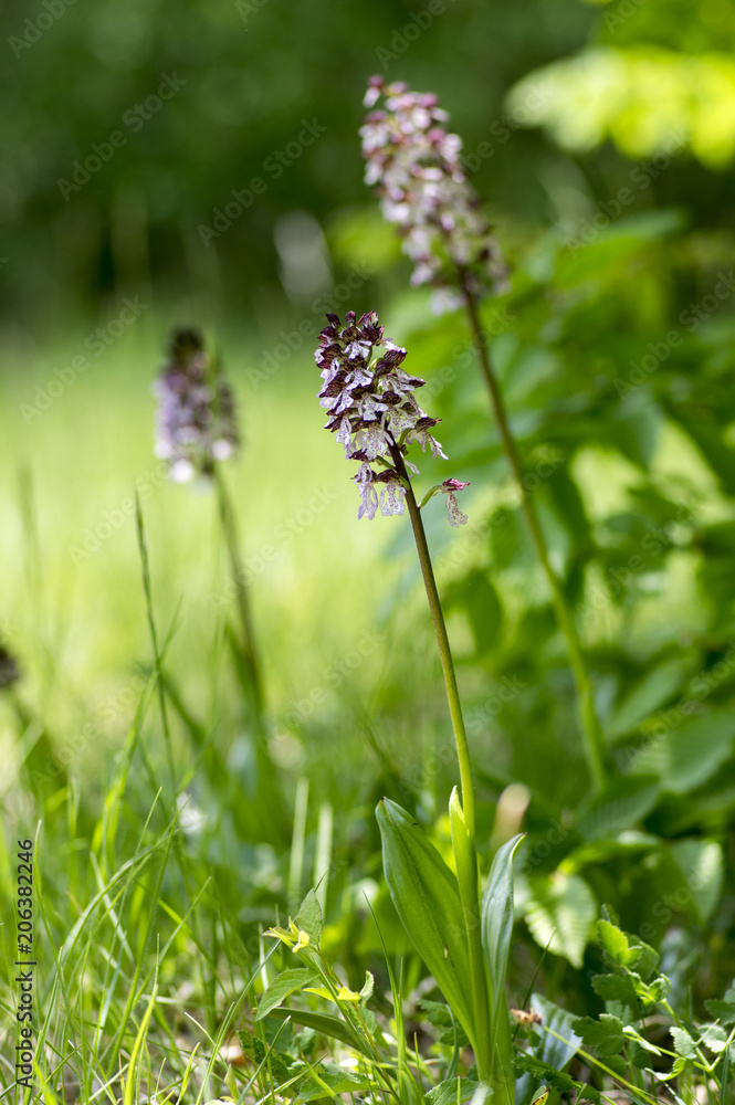 Orchis purpurea in bloom, flowering beautiful purple wild orchid Orchis purpurea in bloom, flowering beautiful purple wild orchid