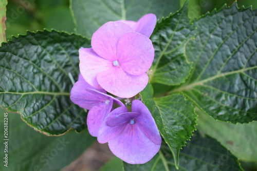 Tellerhortensie - Hydrangea serrata