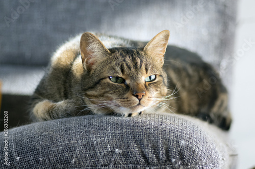 Lazy sleepy marble striped cat, portrait of boring domestic tabby lies on grey sofa