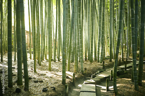 Japanese bamboo forest 
