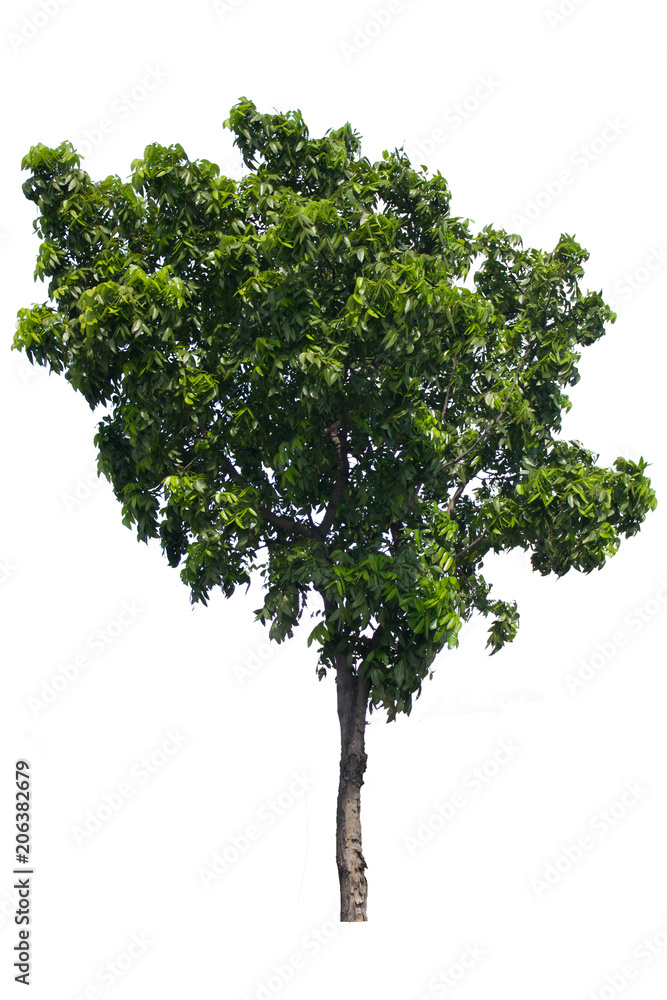 Pterocarpus macrocarpus.Tropical tree.Tree Isolate On White