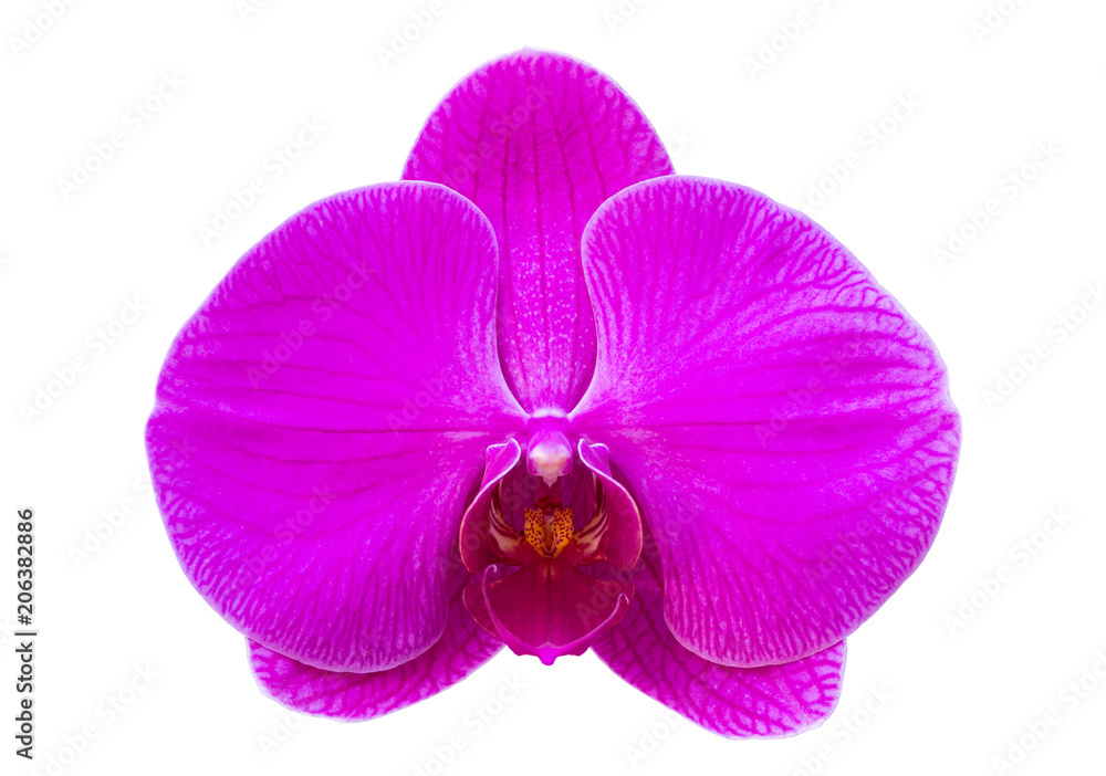 Fototapeta premium Purple phalaenopsis orchid flower isolated on white with clipping path
