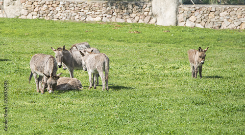 donkey on the italian island of sardinia photo