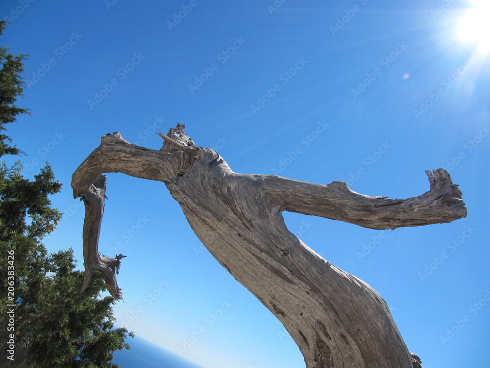 Fototapeta premium Tree trunk on blue sky background