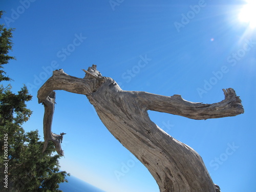 Tree trunk on blue sky background