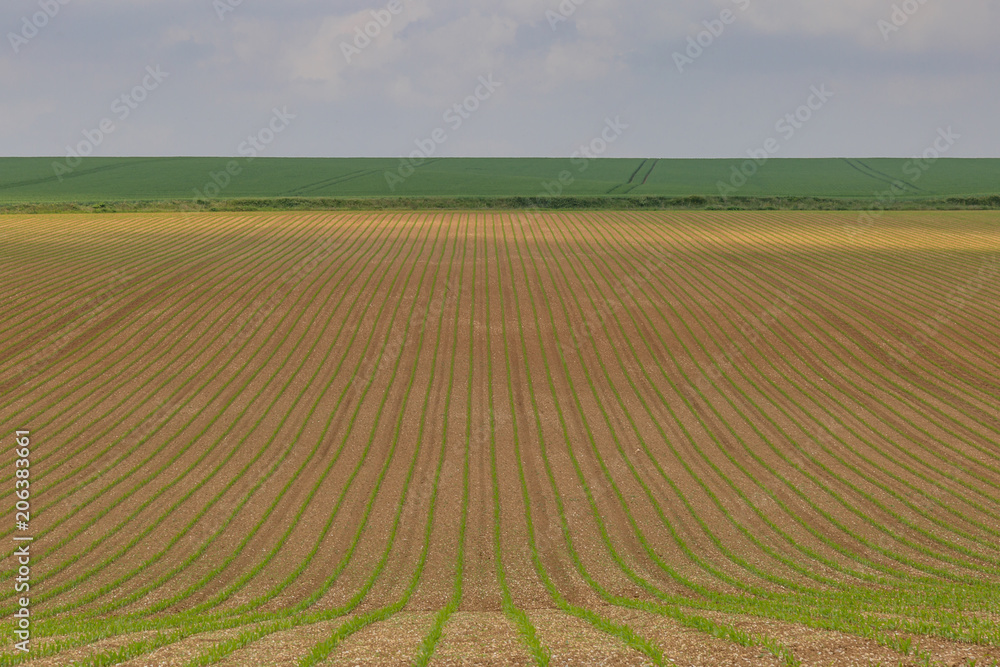 Young crops growing on a remote French farm