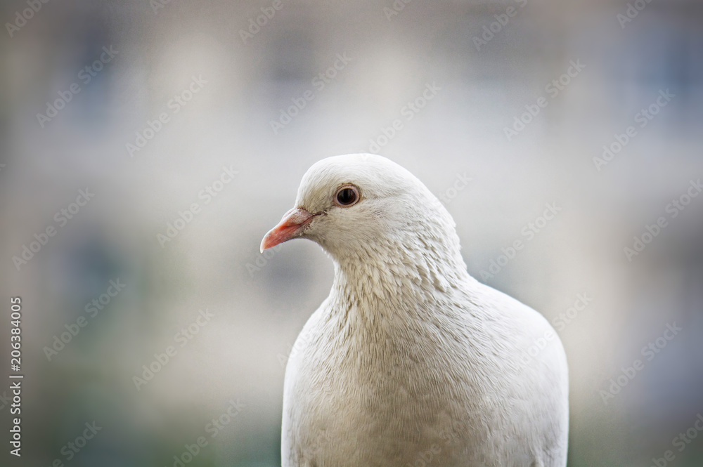 White-feathered pigeon sitting in city White-feathered pigeon sitting in city