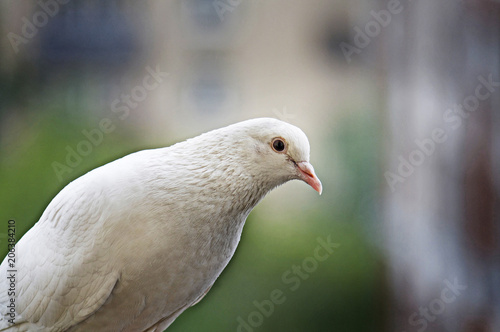 White pigeon on blurred background © elhielo