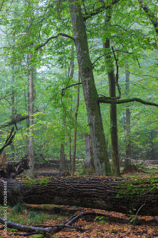Broken old large oak and misty stand in background Broken old large oak and misty stand in background