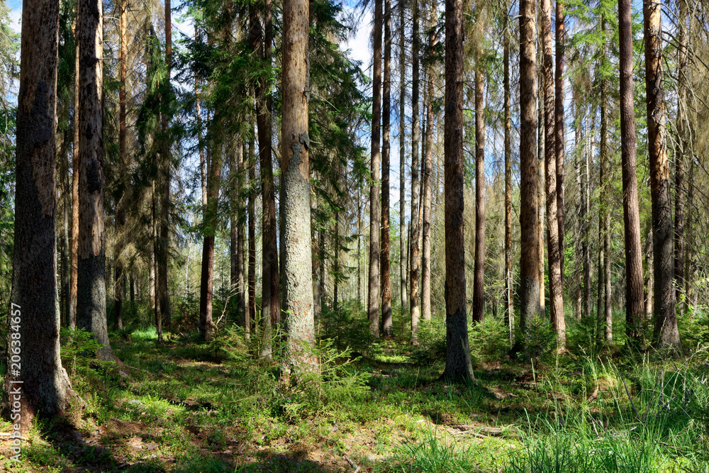 Obraz premium Old coniferous stand in summer morning