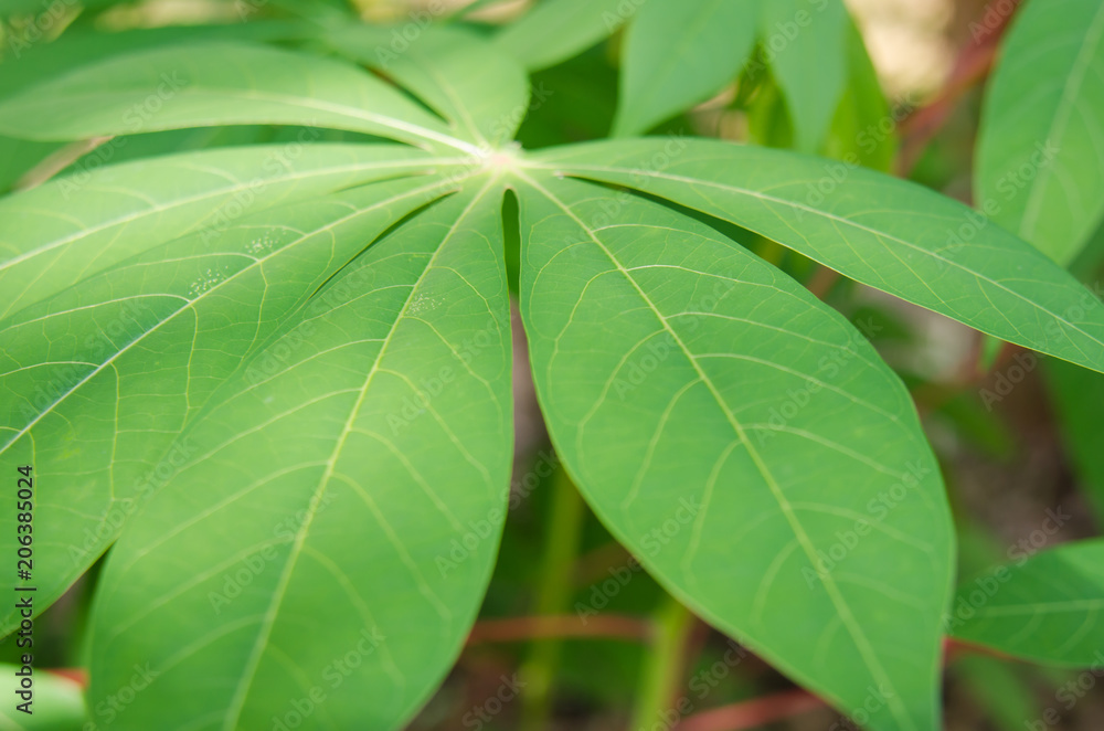 Closeup of green leaves Closeup of green leaves