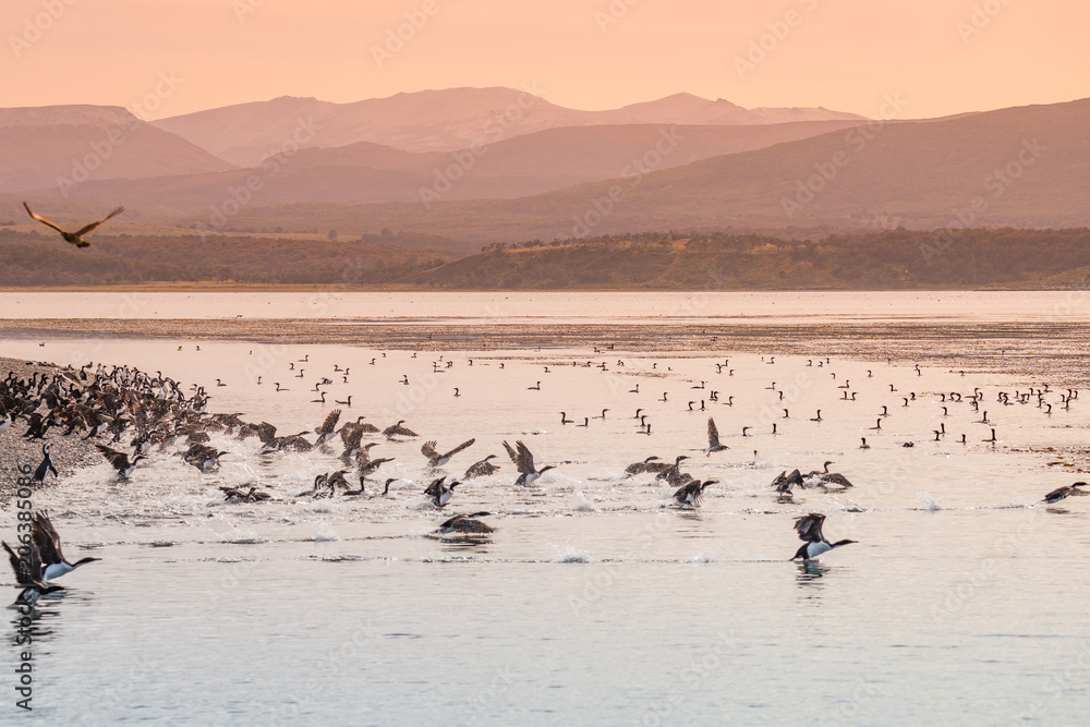 Colony of king cormorants at Beagle Channel, Patagonia, Tierra del Fuego National Park