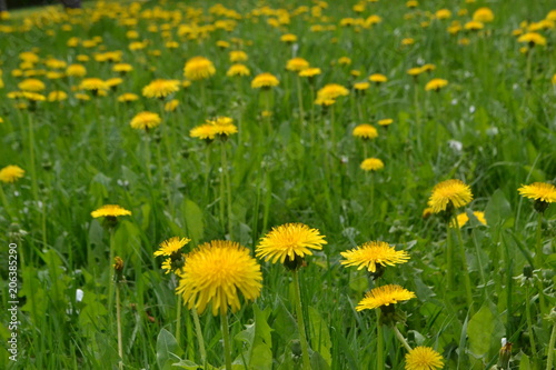 flower yellow plant garden summer green