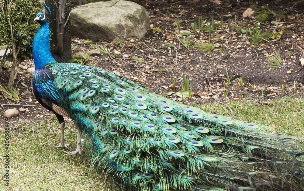 Obraz premium Peacock turns and looks at camera