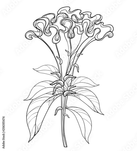 Vector outline Celosia crisrtata or Cockscomb flower and ornate leaves in black isolated on white background. Annual flowering ornamental plant in contour style for summer design and coloring book.