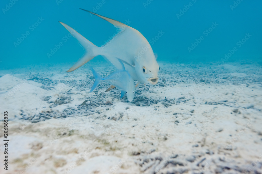 Snubnosed dart (Trachinotus blochii) swimming in couple with