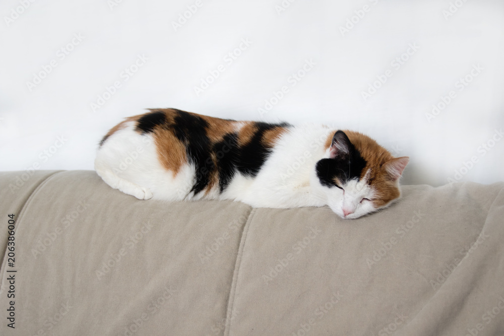 three-colored cat lying on the beige couch