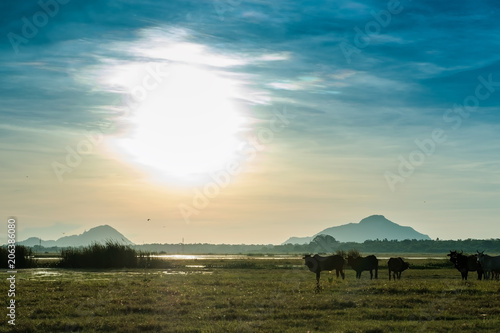 View on lake and field with standing bulls. Beautiful landscape in Sri Lanka near Anuradhapura