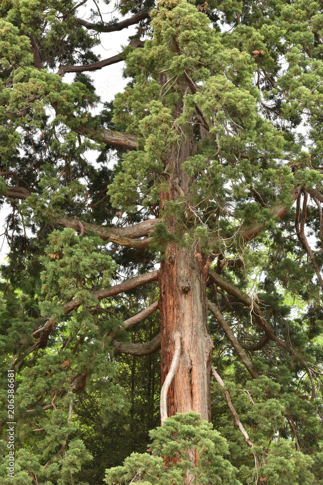 Fototapeta premium A big tree in the park. Coniferous forest. Forestry.