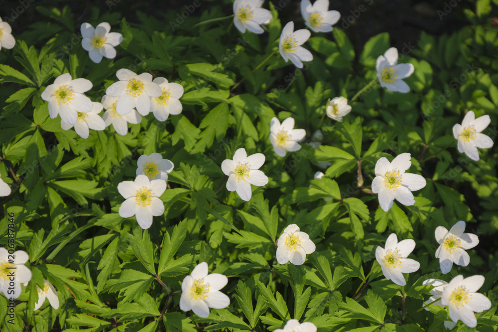 White small flowers on the green field