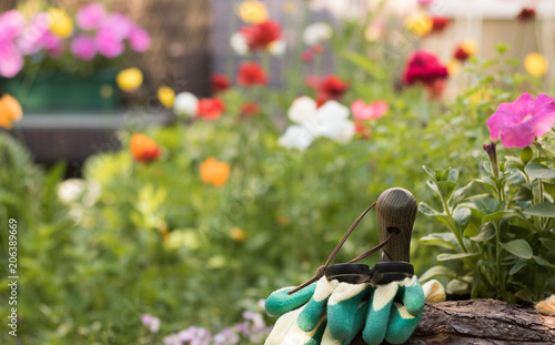 Photography Garden tools, gloves and a new plant petunia from a garden center are in a beautiful garden around flowers