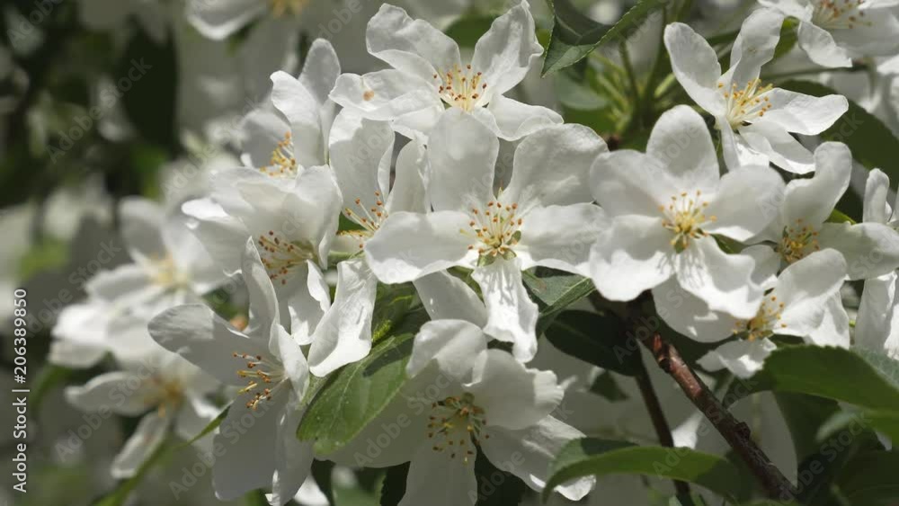 Blooming garden. Branches of fruit tree in spring. White flowers close-up. The color of the cherry. Blooming garden. Branches of fruit tree in spring. White flowers close-up. The color of the cherry.