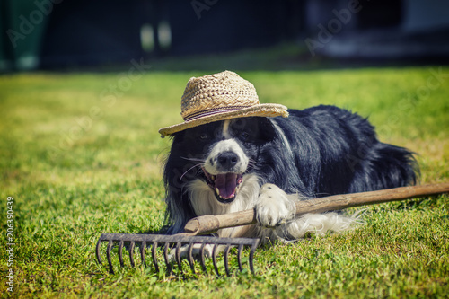 Dog with hat and rake on the garden. He is farming and working on the garden. He is border collie- farmer black and white dog with long hair.