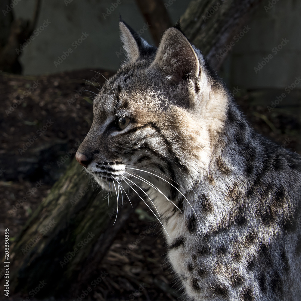 Obraz premium Young bobcat in captivity - close up